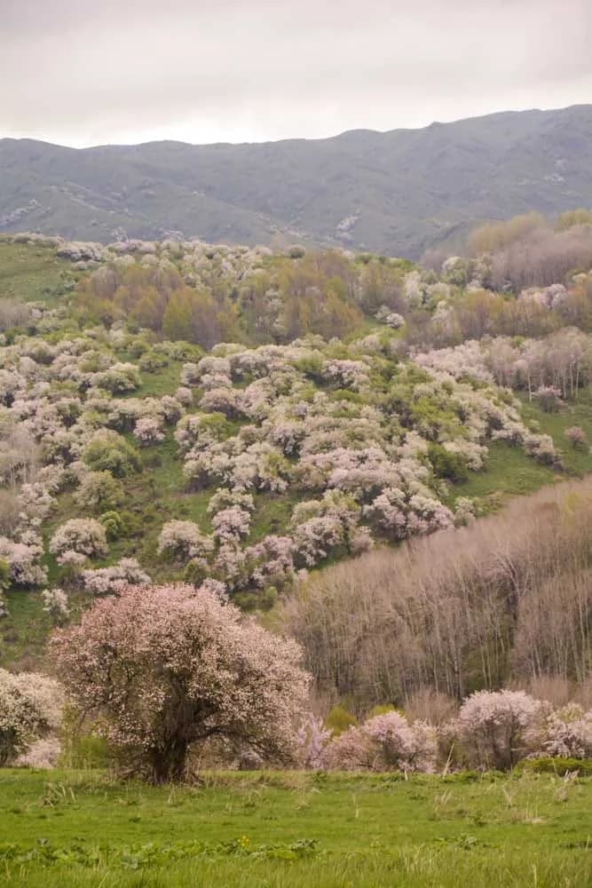 Orchard 3