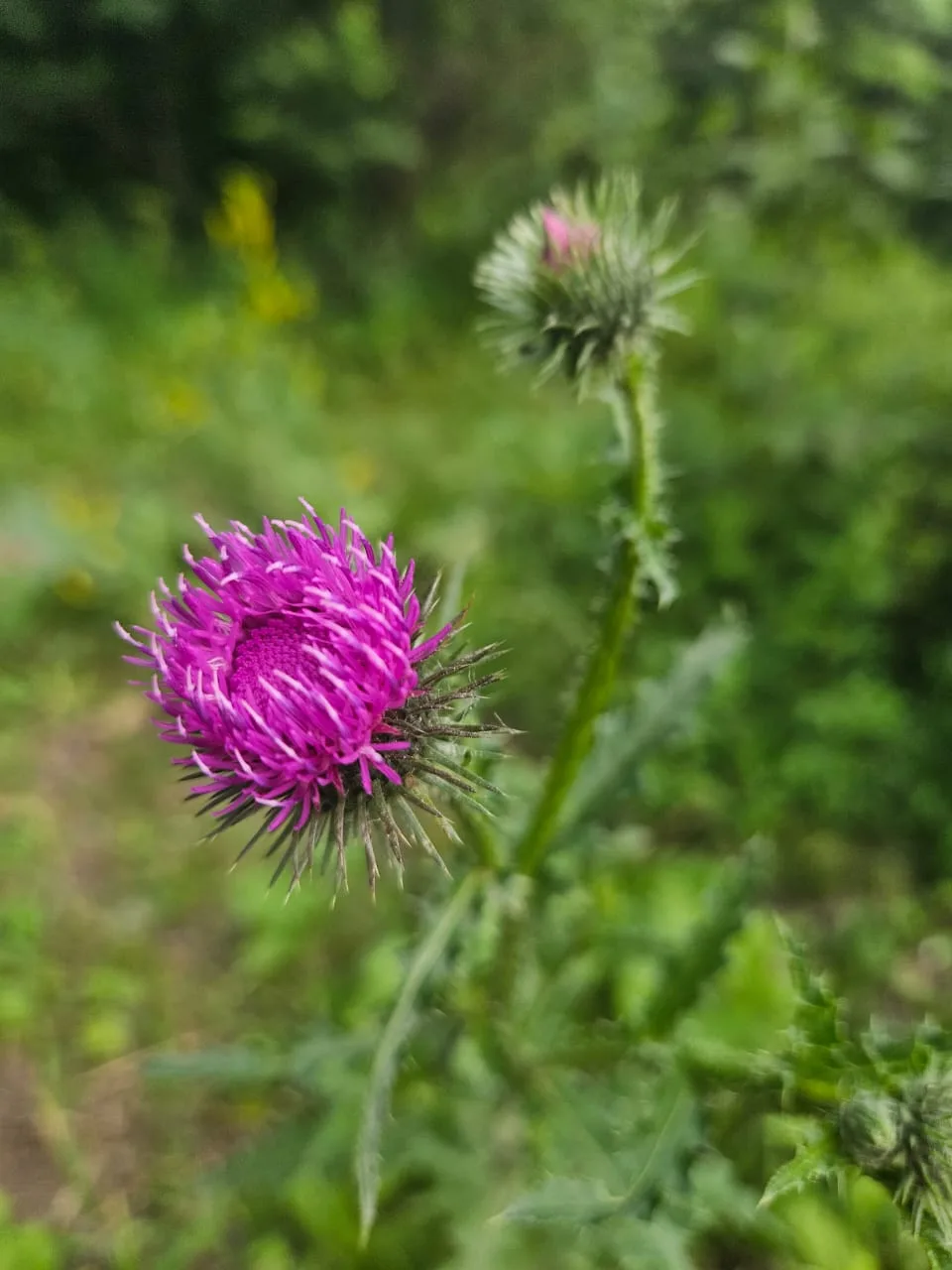 Wildflower 2