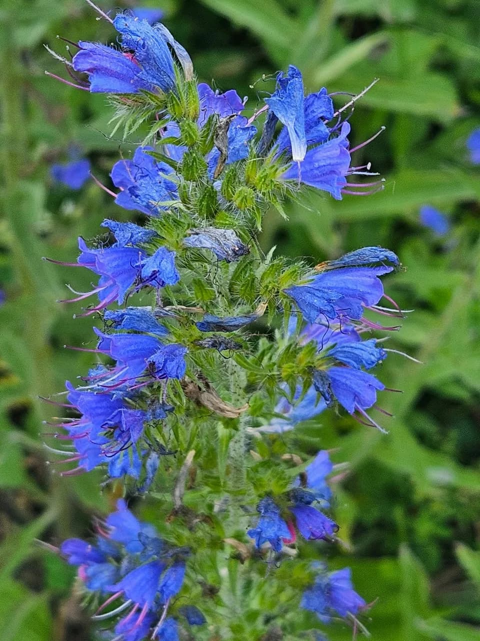 Wildflower 3