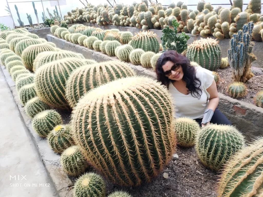 Nursery Cacti Final