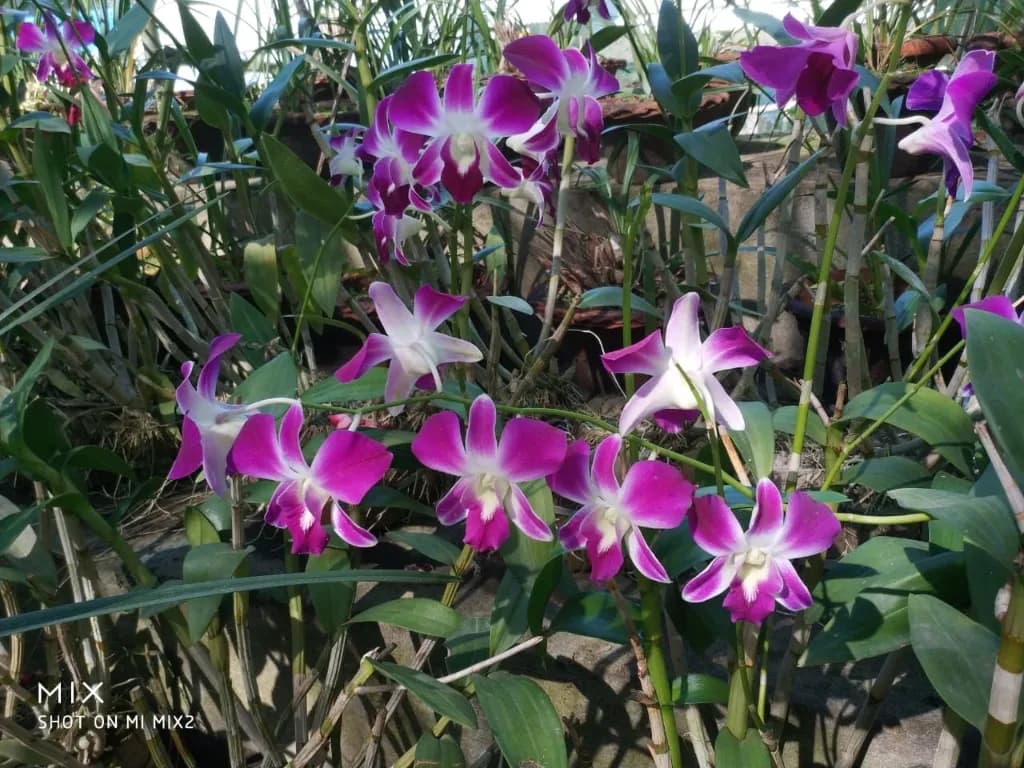 Vibrant native purple and white orchid blooms in Kaziranga Orchid Park