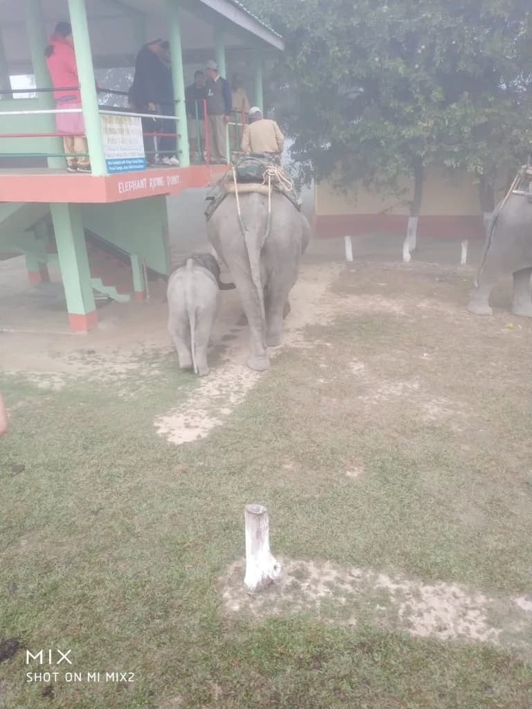 Mother elephant and calf together at the Pobitora riding point
