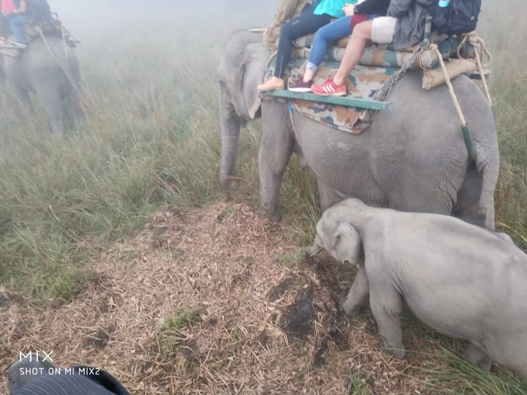 Baby elephant faithfully following its mother through misty grasslands