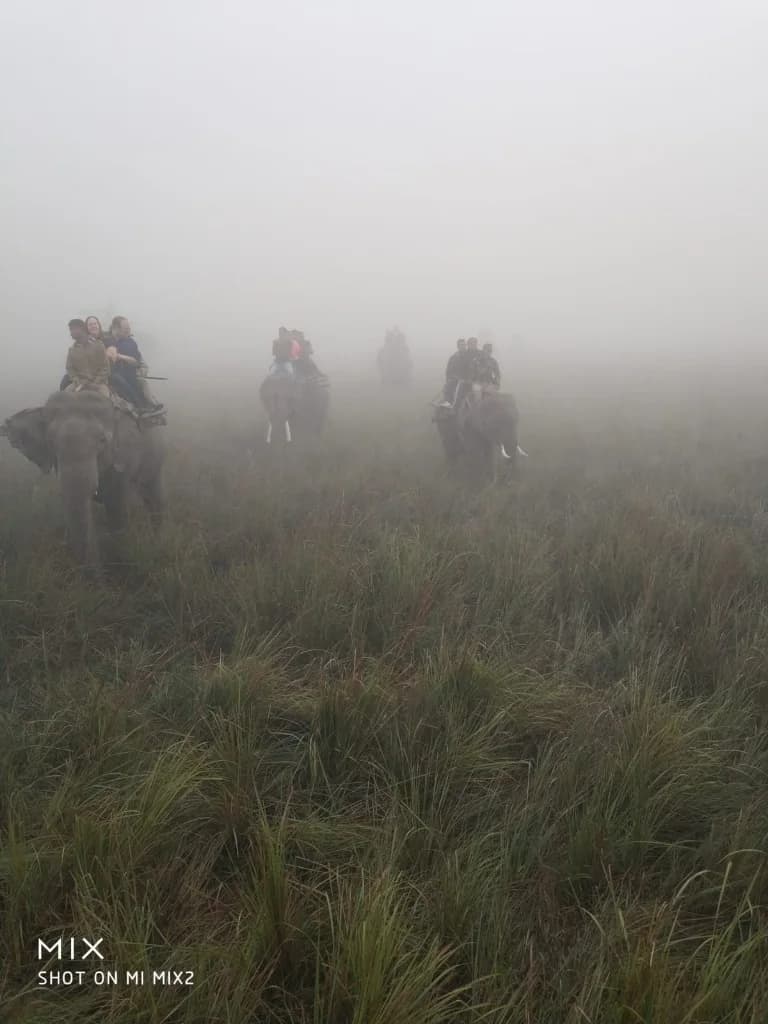 Elephant safari through misty morning grasslands in Pobitora Wildlife Sanctuary
