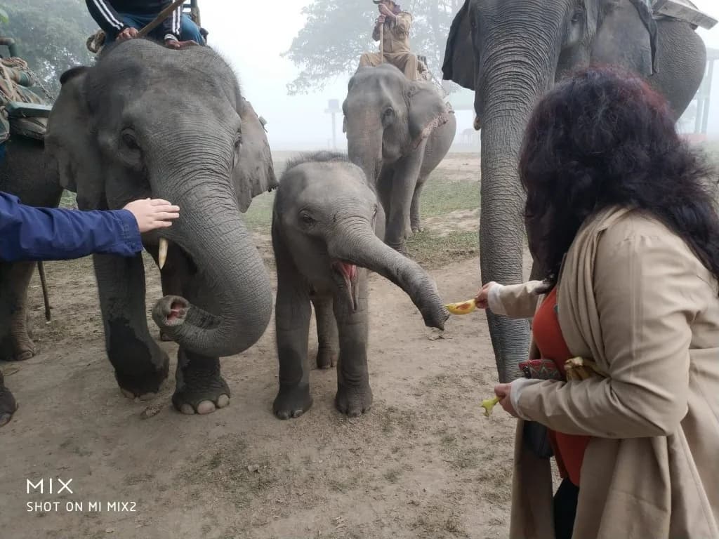 Offering bananas to the mother elephant and her calf