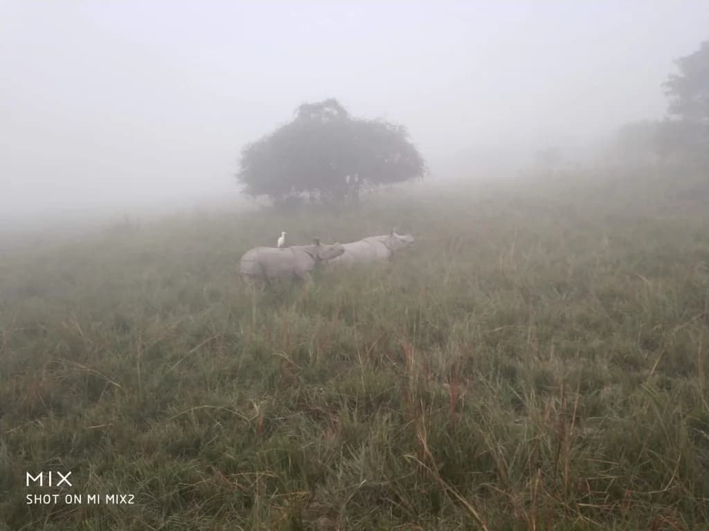 One-horned rhinos grazing under a tree in the morning mist