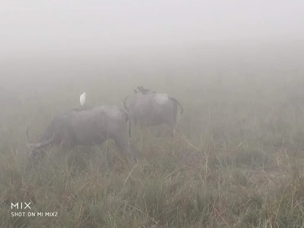 Water buffaloes grazing in the morning mist