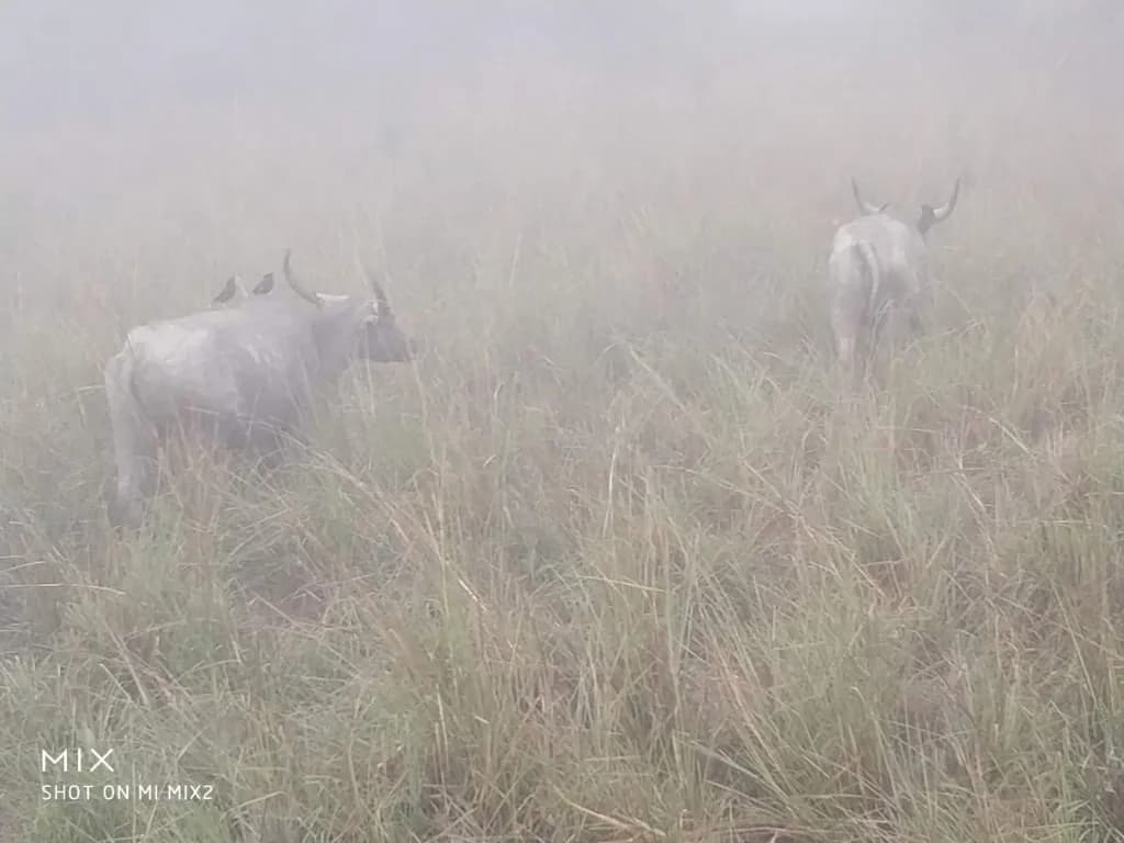 Wild buffaloes and rhinos moving through misty tall grass