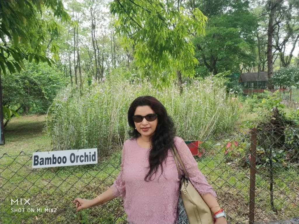 Bamboo Orchid garden with purple-pink blooms at Tippi