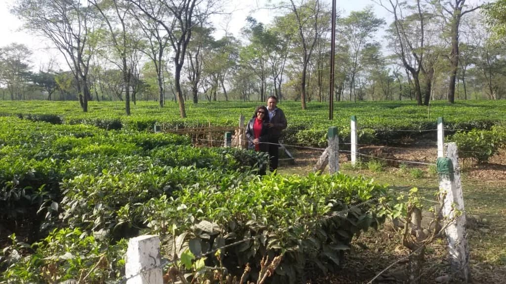 Upper Assam Tea Estate Hero
