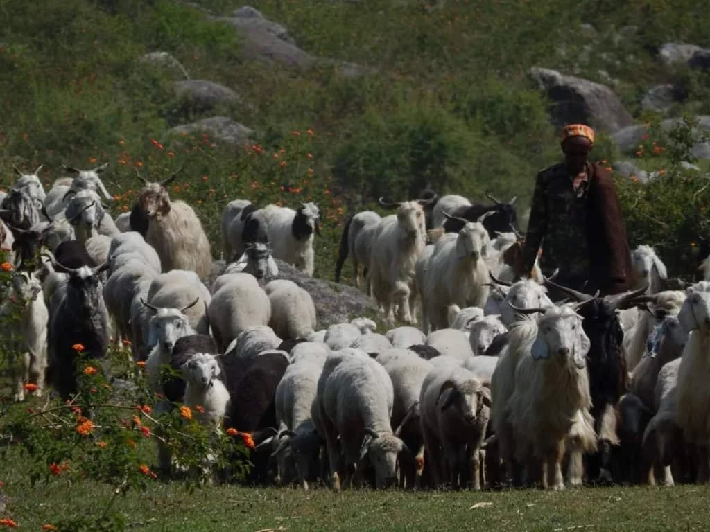 Local shepherd guiding a large flock of sheep and goats through grassy pastures in Palampur