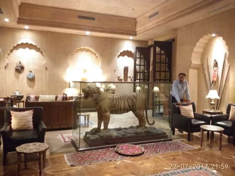 Suryagarh Lobby Tiger