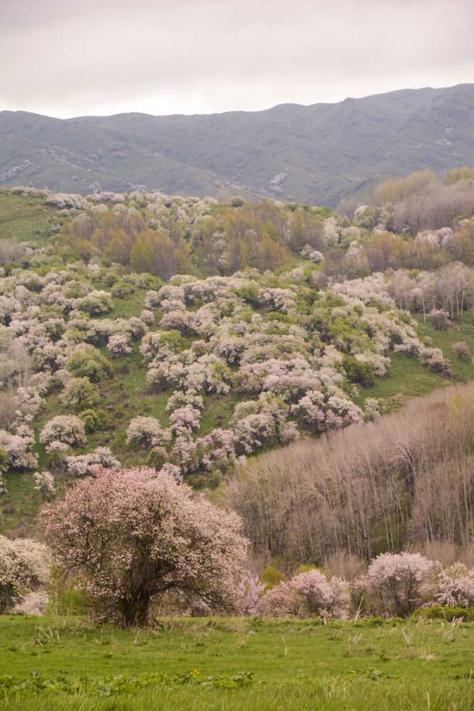 Harvested apples in Almaty
