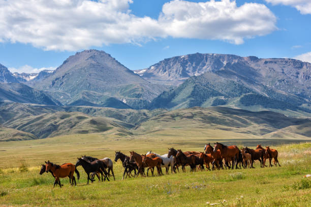 Steppe landscape with running Kazakh horses