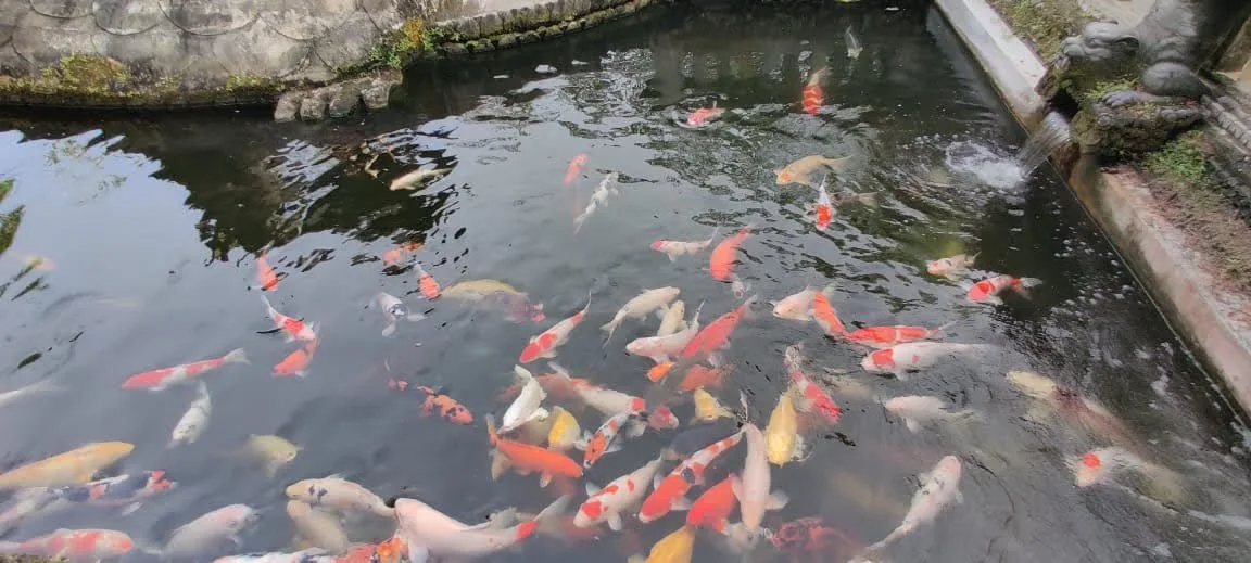 Vibrant red, orange, and white koi fish swimming in the clear stone temple pond with water spout