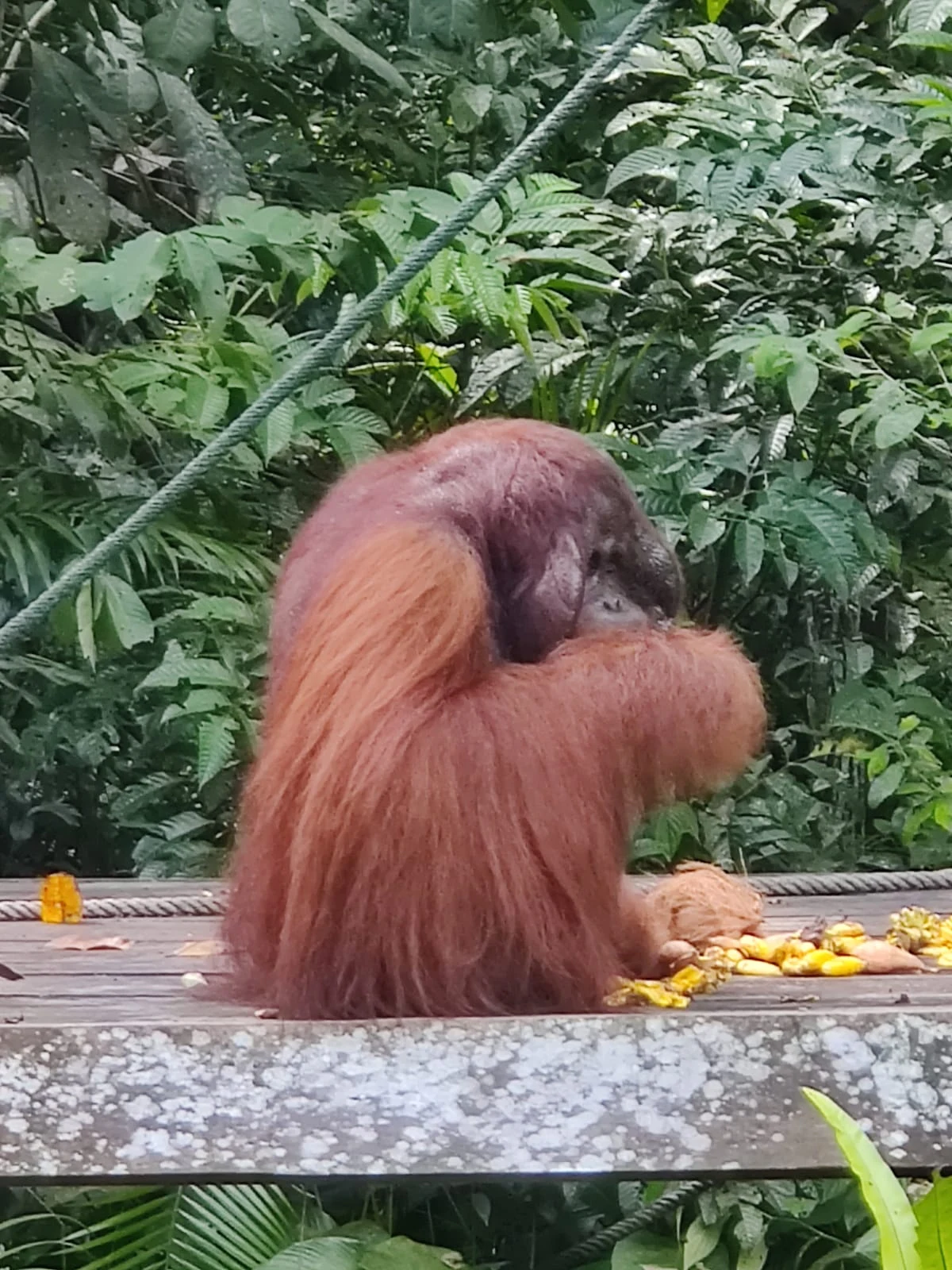 A semi-wild Bornean Orangutan feeding on fruits at the rainforest platform in Semenggoh Wildlife Centre
