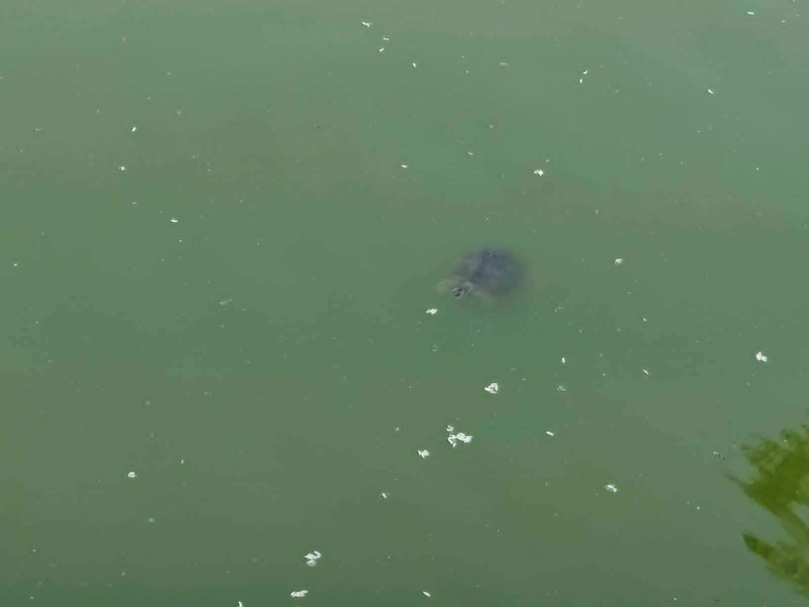 An auspicious turtle swimming gracefully towards the steps of Puskarini Sacred Pond in Lumbini