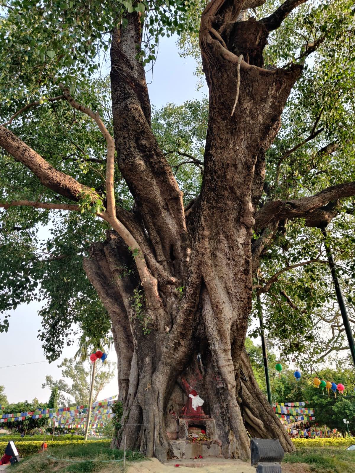 Ancient sacred Bodhi tree draped in vibrant colorful prayer flags with active devotional shrines at its base in Lumbini