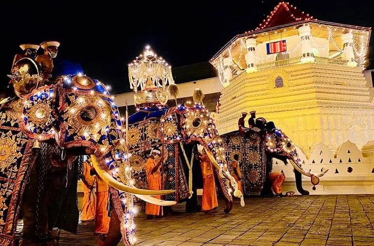 Three majestic elephants draped in glowing illuminated blue and gold embroidered vestments standing in front of the illuminated Paththirippuwa tower at night
