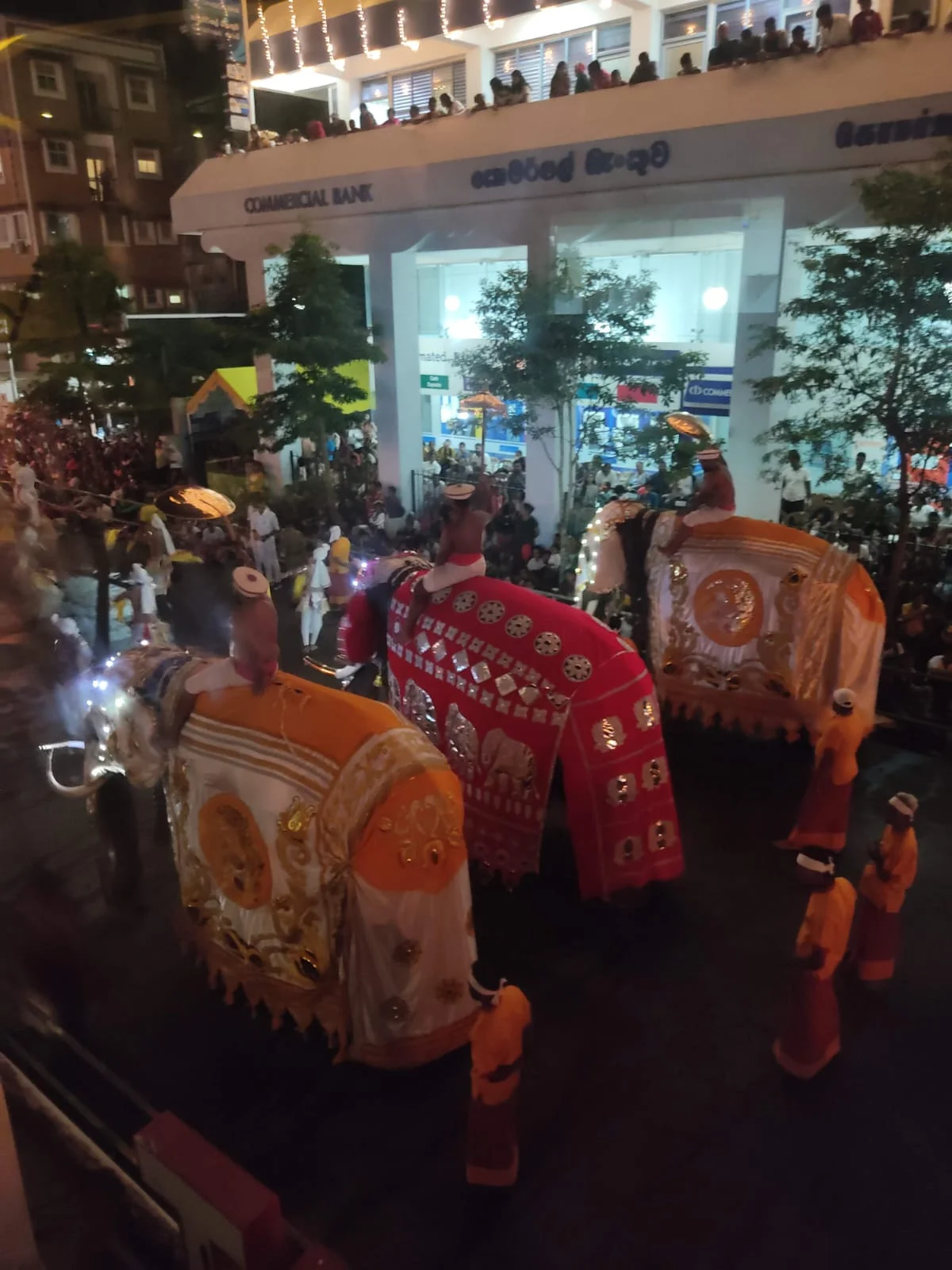 Three elephants dressed in glowing red, white, and golden decorative ceremonial blankets marching past Commercial Bank