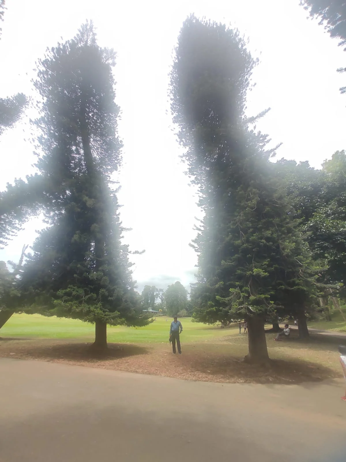 Traveler standing on the lawn between two towering Cook pine trees in the Royal Botanical Gardens at Peradeniya with branches swaying skyward