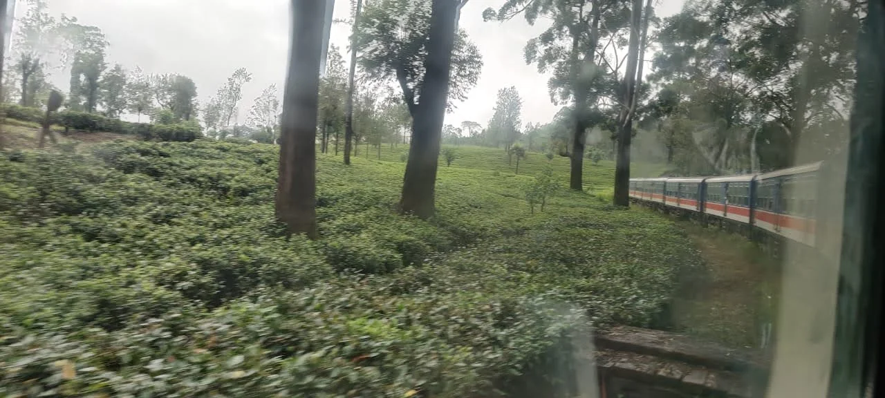 Passenger train carriages rounding a curve bordered by towering shade trees and tea plantations