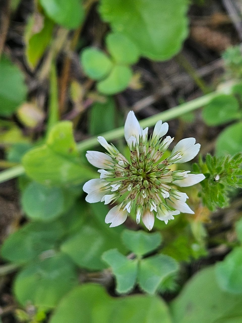 Macro shot of delicate alpine flowers under the sun