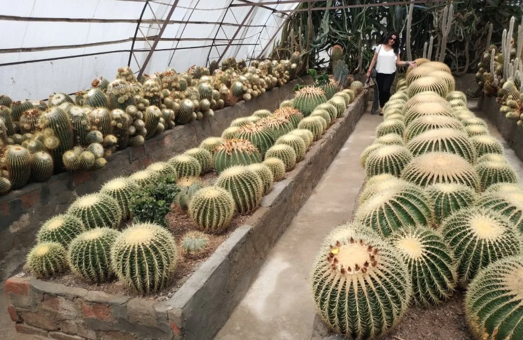 Endless rows of round cacti in a Kalimpong nursery greenhouse