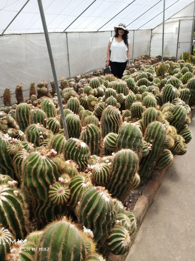 A woman squatting next to a large round cactus in a greenhouse