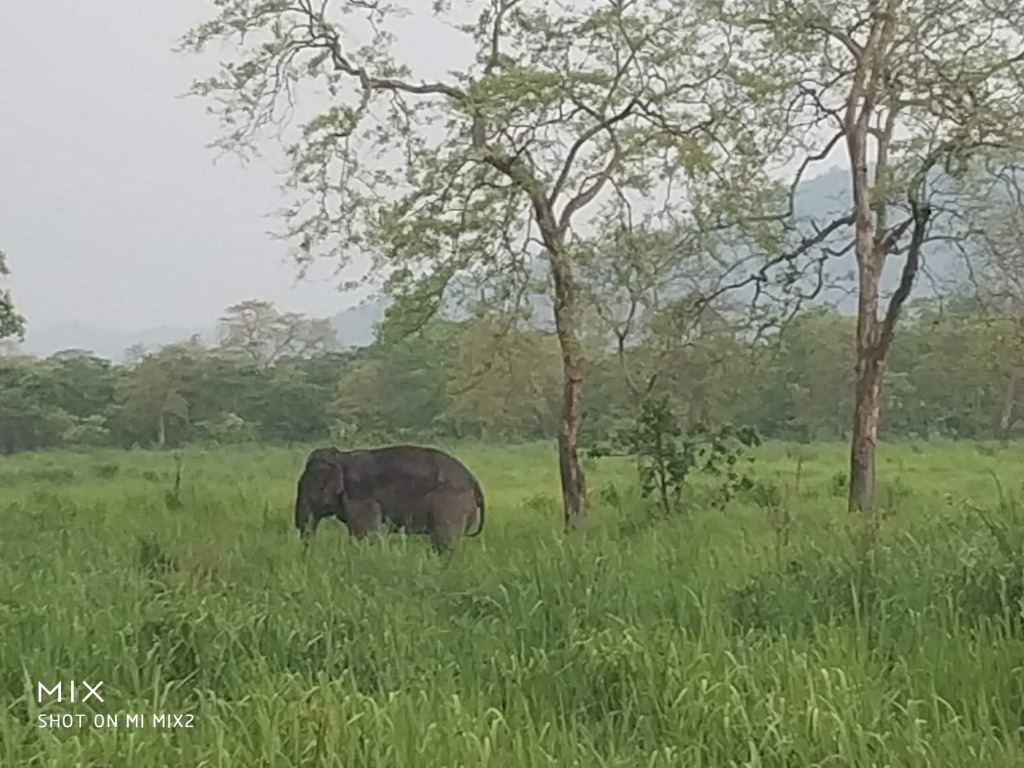 Asian elephant wading through tall grass and woodland in Kaziranga