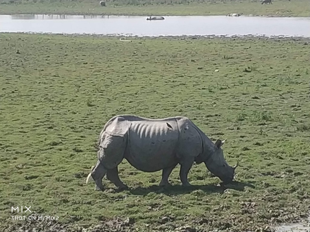 Single-horned rhinoceros grazing near wetland