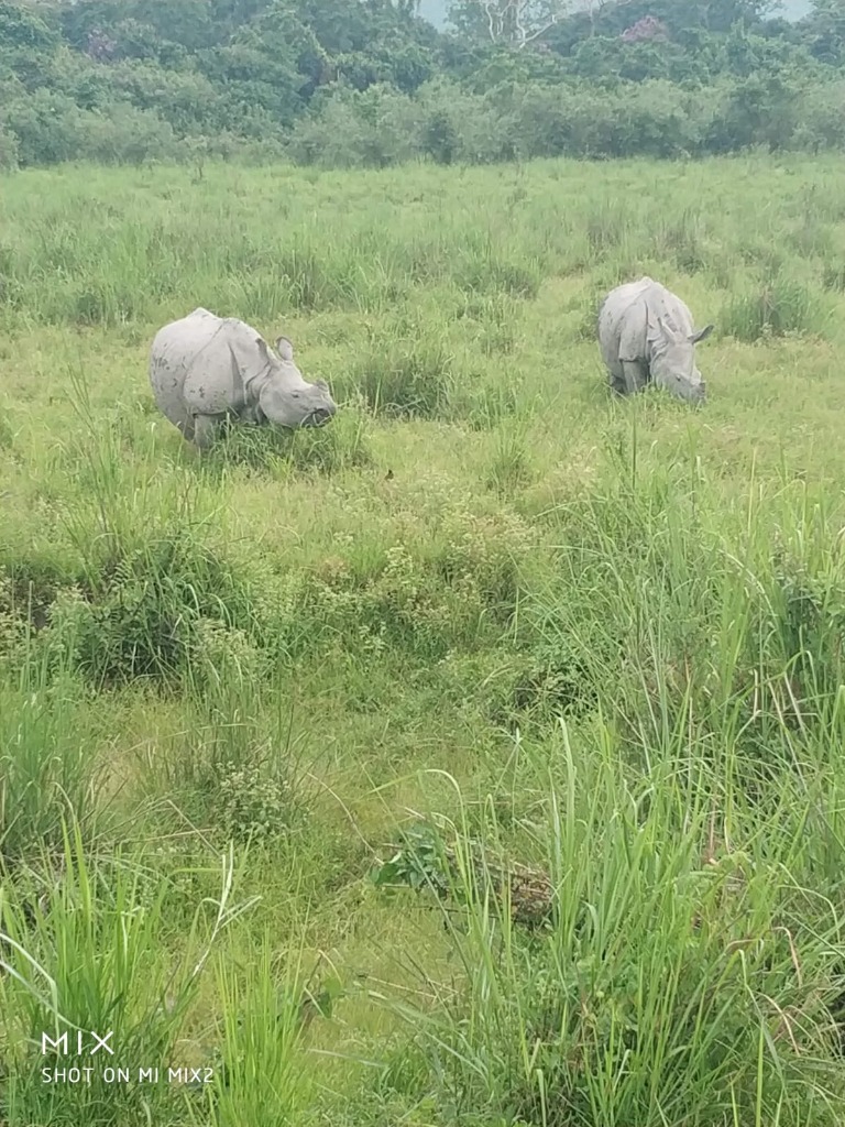 Two Indian one-horned rhinoceroses grazing in green grasslands of Kaziranga