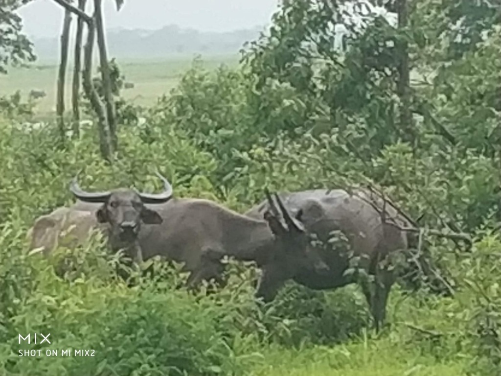 Wild water buffaloes amidst green foliage in Kaziranga