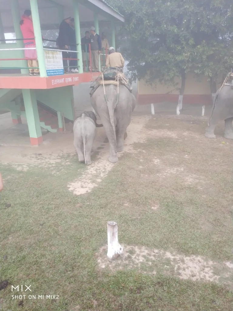 Mother elephant and calf together at the Pobitora riding point