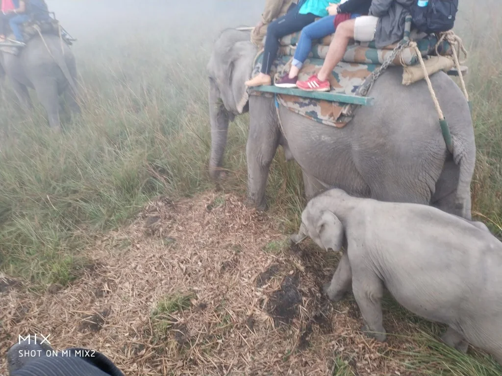 Baby elephant faithfully following its mother through misty grasslands