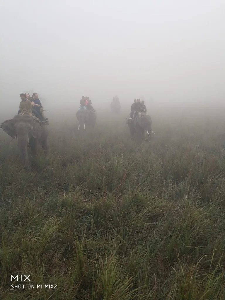 Elephant safari through misty morning grasslands in Pobitora Wildlife Sanctuary