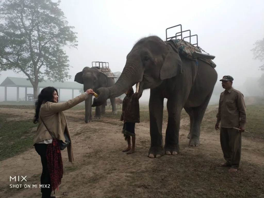 Feeding bananas to the mother elephant