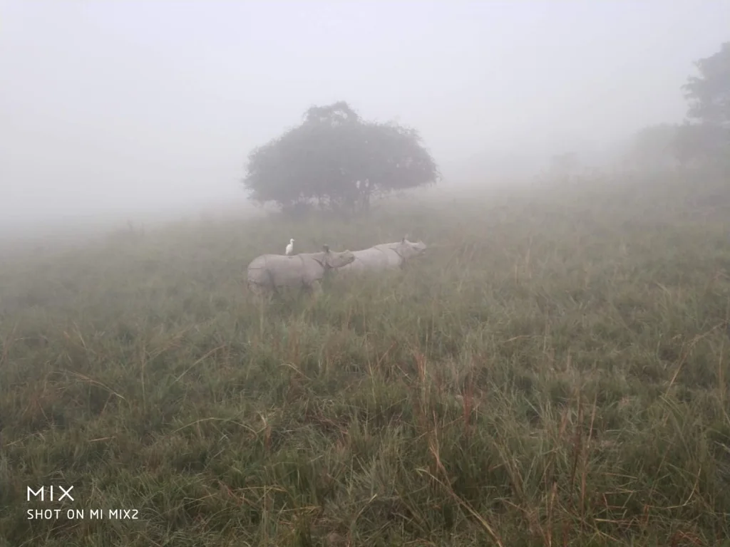 One-horned rhinos grazing under a tree in the morning mist