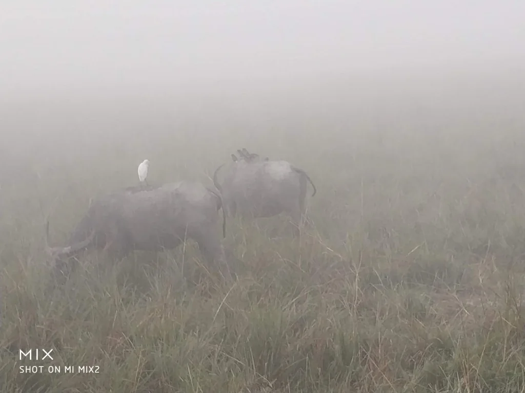 Water buffaloes grazing in the morning mist