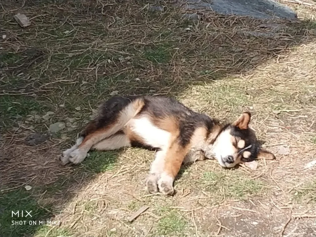 A serene Himalayan dog resting peacefully on the roadside along the highway to Tawang