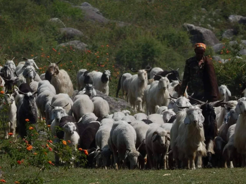 Local shepherd guiding a large flock of sheep and goats through grassy pastures in Palampur