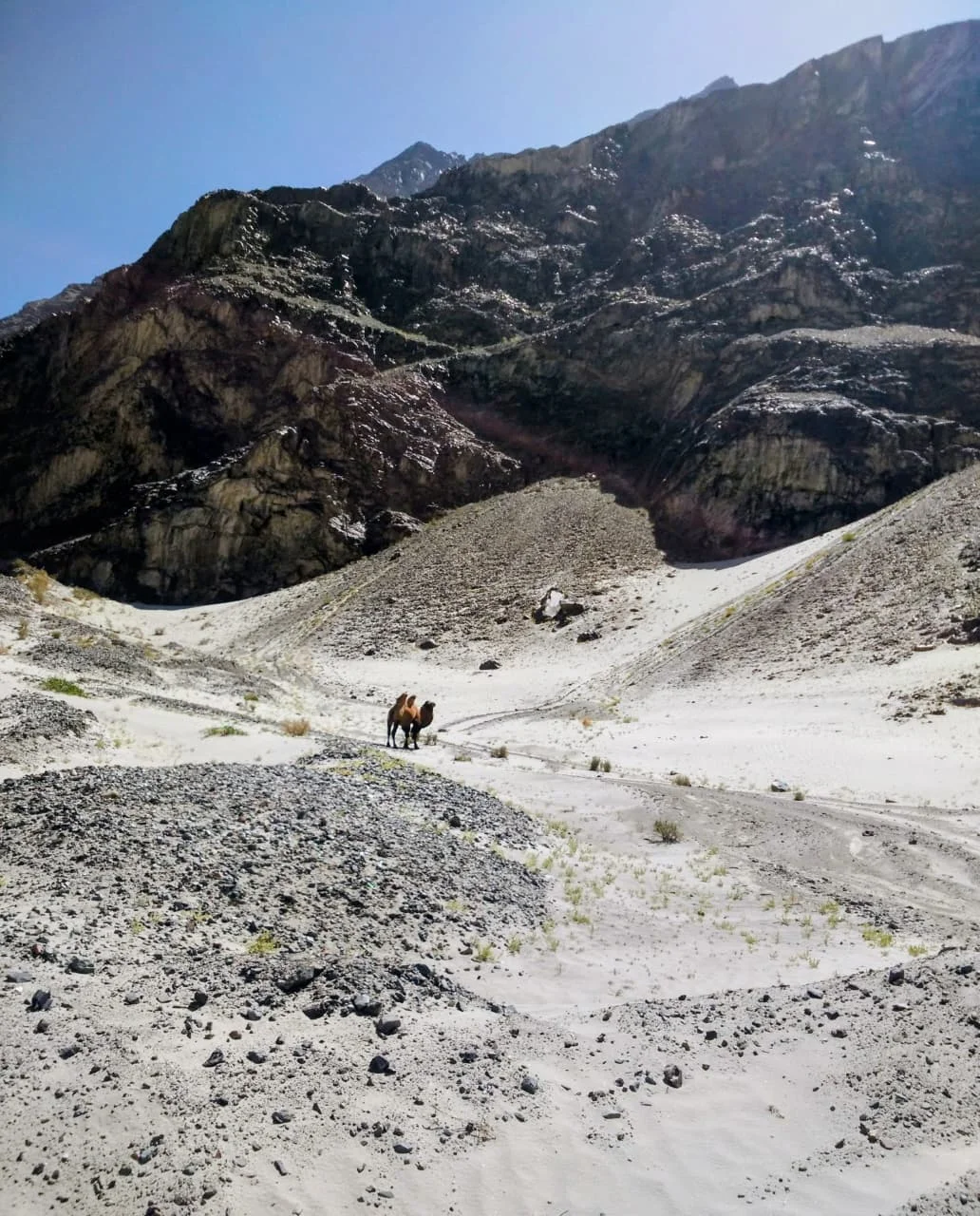 A double-humped Bactrian camel standing on the sand dunes of Hunder in Nubra Valley