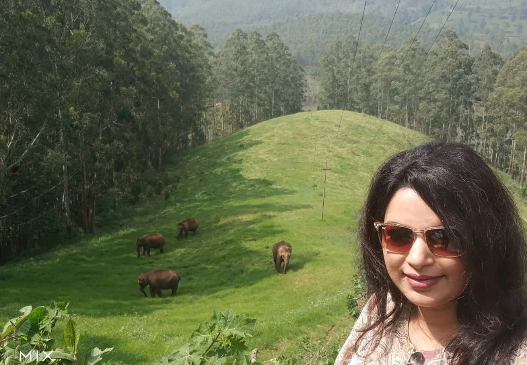 Elephants grazing peacefully on the lush green hills of Munnar