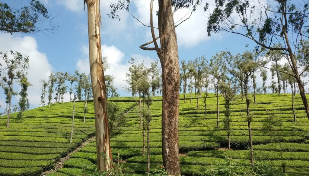 Munnar Tea Plantation Slopes and Eucalyptus Trees