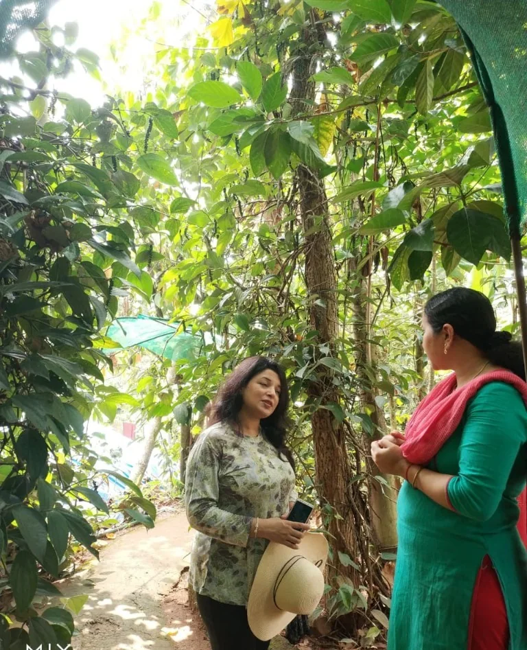 Guided plantation walk explaining cardamom, pepper vines & medicinal uses