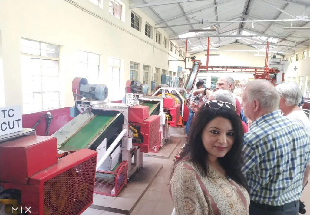 Inside the active tea processing factory with CTC machinery