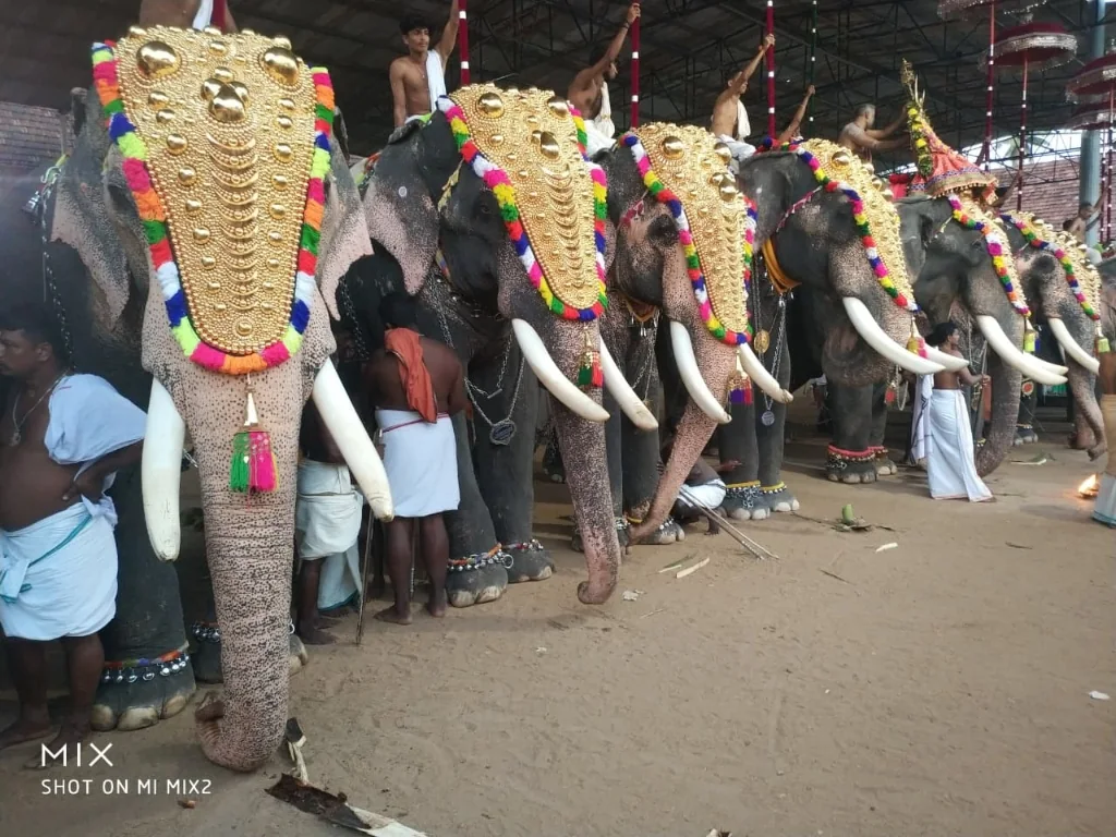 Row of beautifully decorated temple elephants
