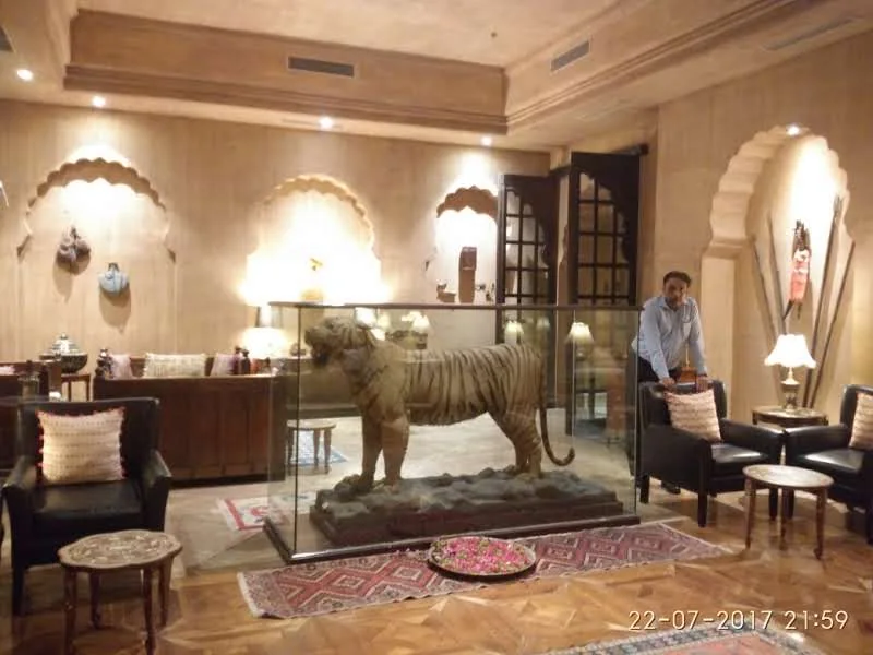 Suryagarh Lobby Tiger