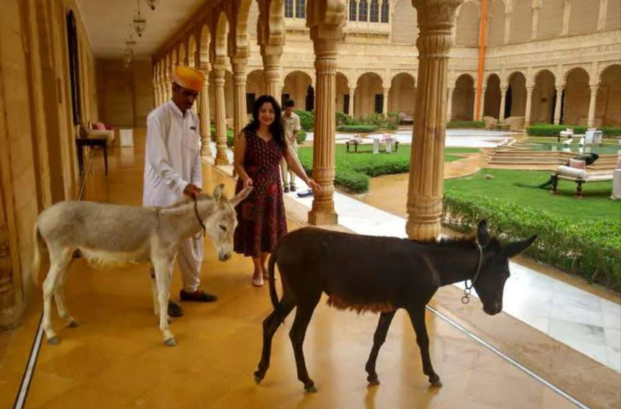 Morning donkeys at Suryagarh 2